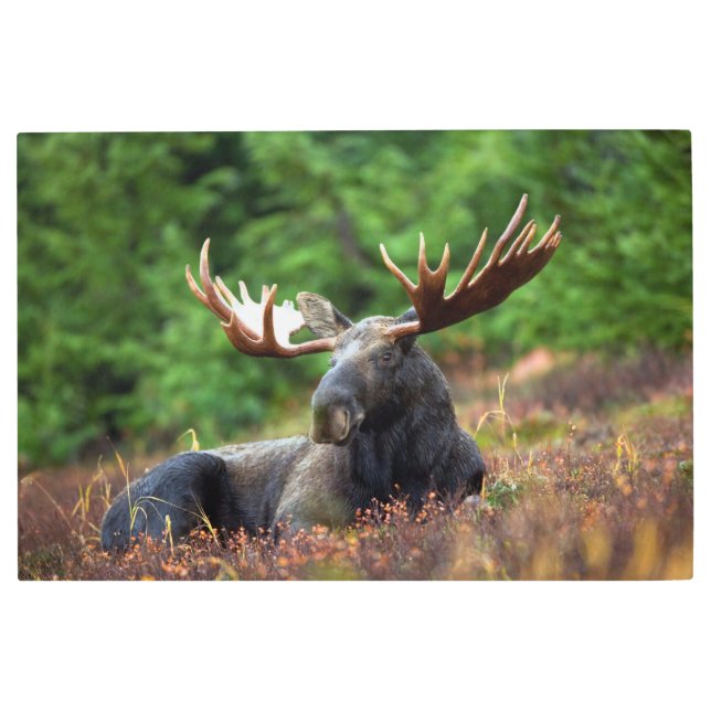Moose Metal Print (Front)