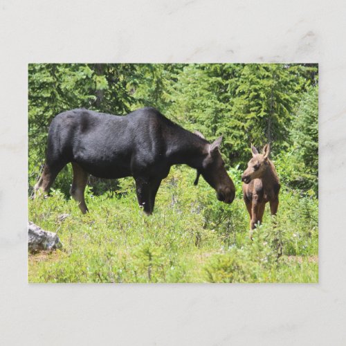 Moose Mom and Calf Postcard
