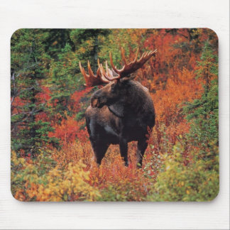 moose mouse pad