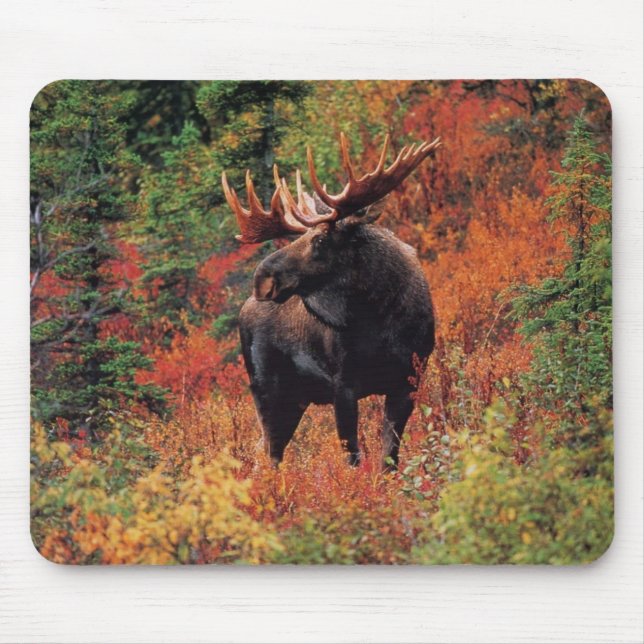 moose mouse pad (Front)
