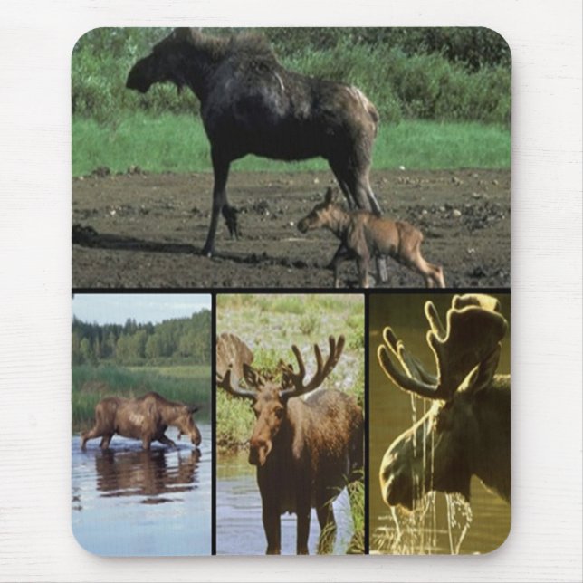 Moose Mouse Pad (Front)