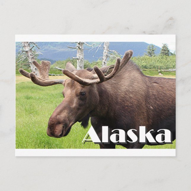 Moose near Anchorage, Alaska, USA (caption) Postcard (Front)