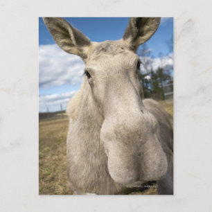 Moose on a field, Sweden. Postcard