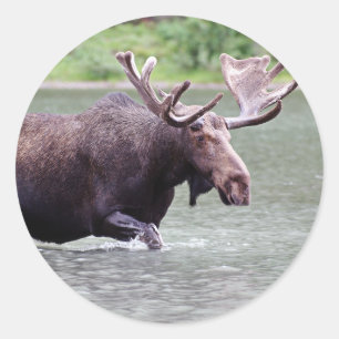 Moose on a Mission Classic Round Sticker