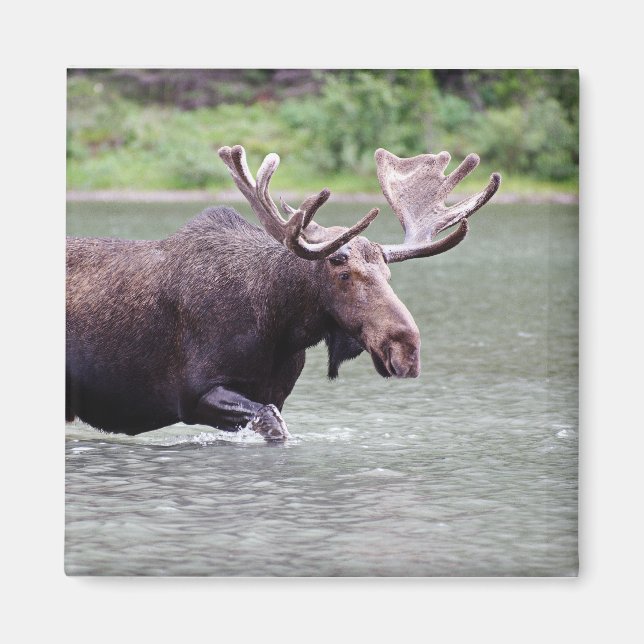 Moose on a Mission Magnet (Front)