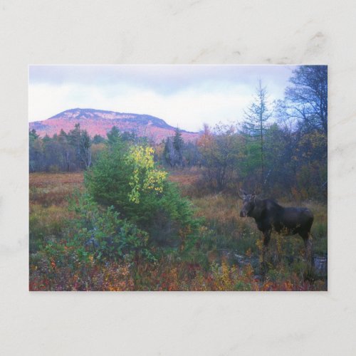 Moose on Kancamagus Highway Postcard