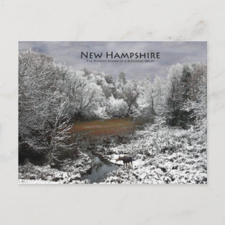Moose on Snowy Oxbow: New Hampshire Postcard