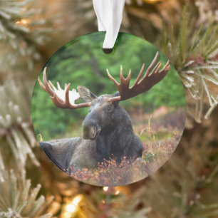 Moose Ornament
