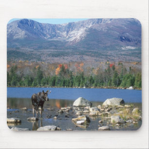 Moose Pad Mouse Pad