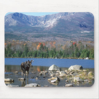 Moose Pad Mouse Pad