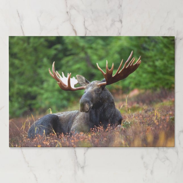 Moose Paper Pad (Front)