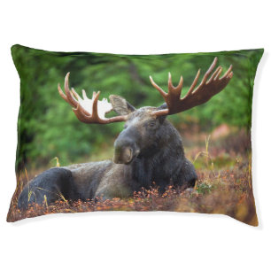 Moose Pet Bed