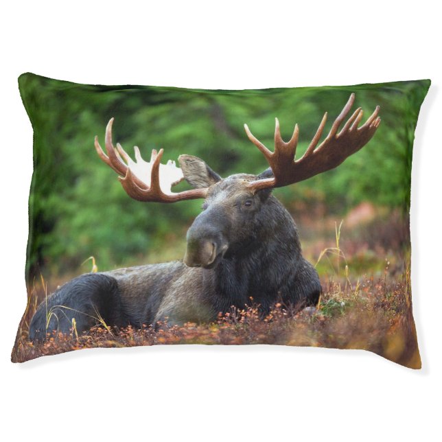 Moose Pet Bed (Front)