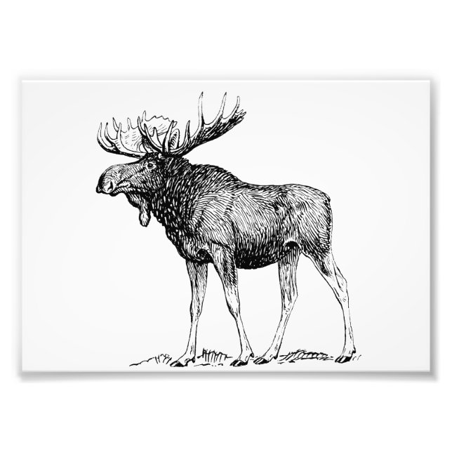 Moose Photo Print (Front)