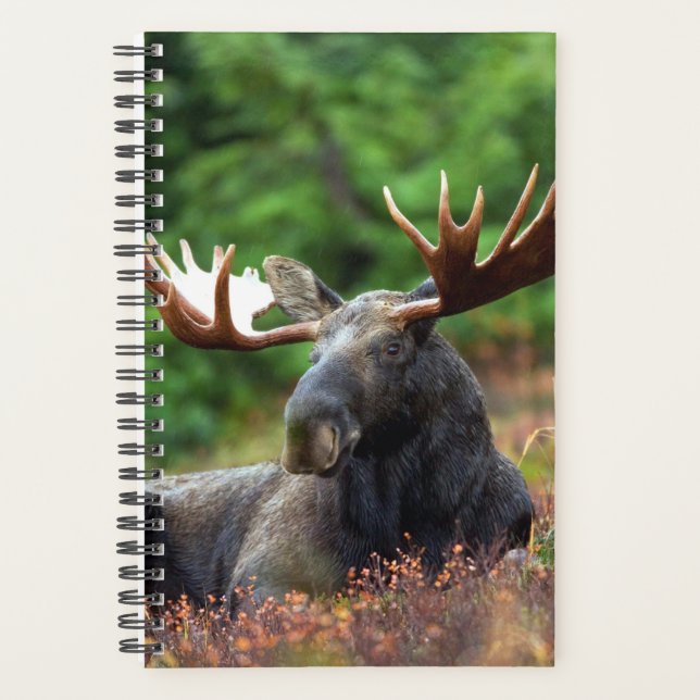 Moose Planner (Front)