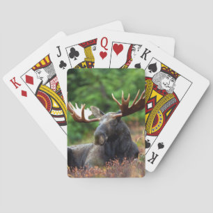 Moose Poker Cards