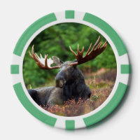 Moose