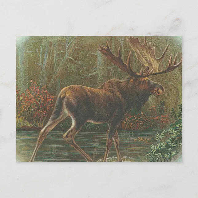 Moose Postcard | Zazzle