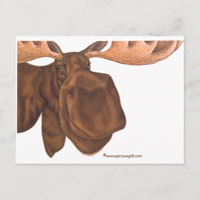 moose postcard (Front)