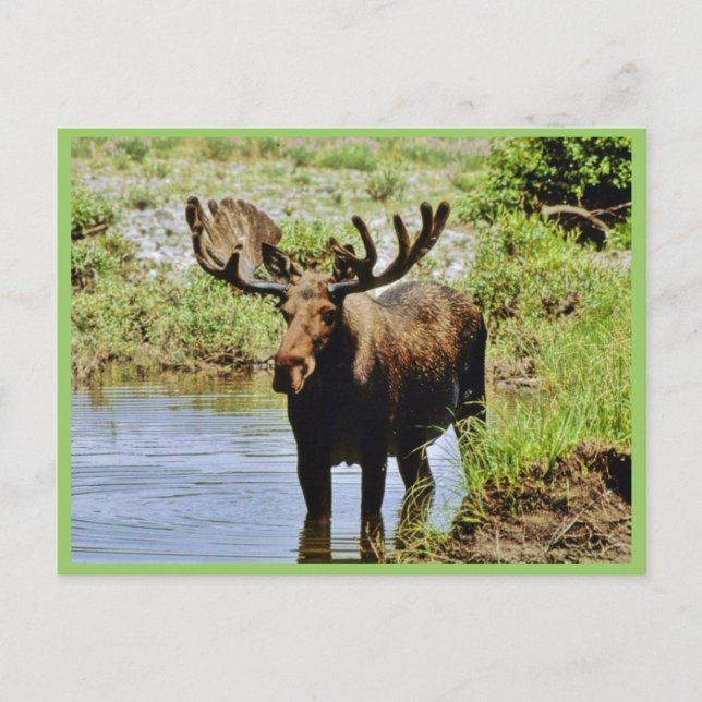 Moose Postcard (Front)