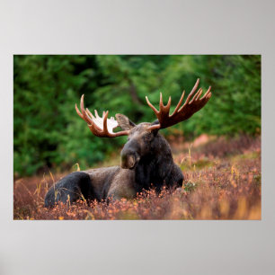 Moose Poster