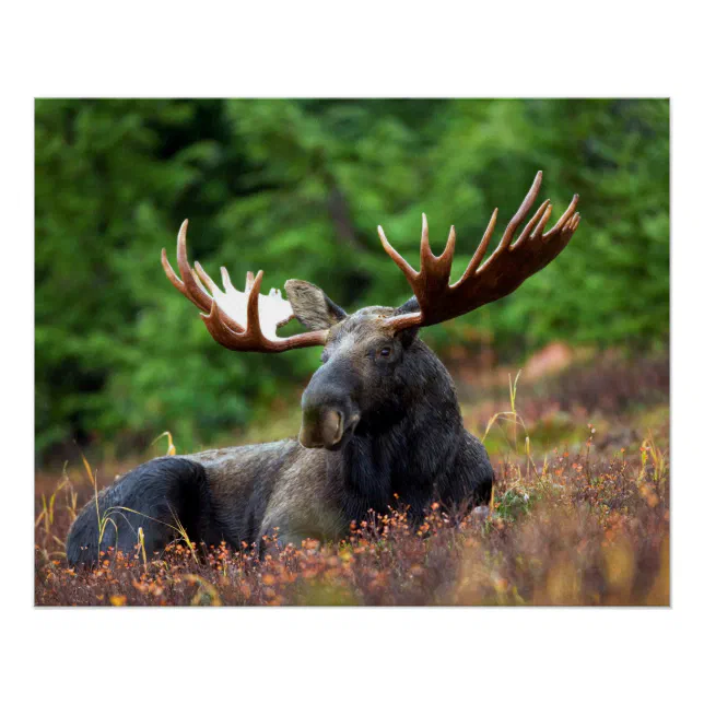 Moose Poster | Zazzle