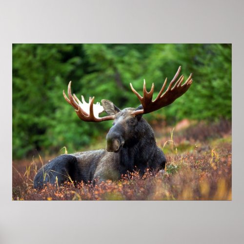 Moose Poster