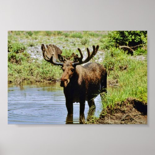 Moose Poster