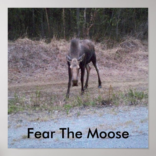 Moose Poster (Front)