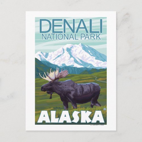 Moose Scene _ Denali National Park Alaska Postcard