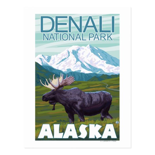 your own print postcard Moose Denali National Scene   Zazzle Alaska Postcard  Park,