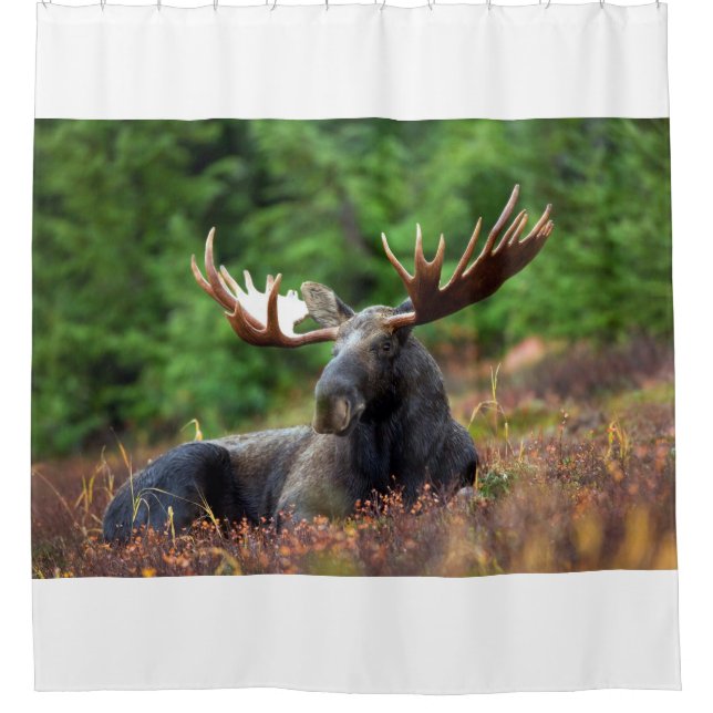 Moose Shower Curtain (Front)