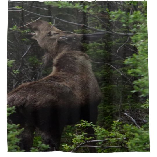 Moose Shower Curtain