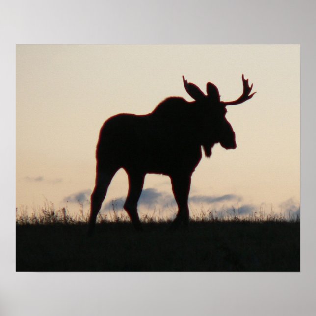 moose silouette poster (Front)