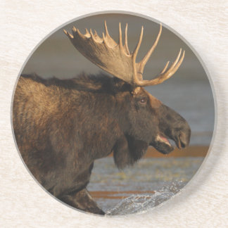 moose splash drink coaster