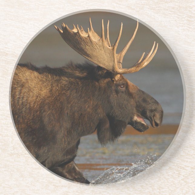 moose splash drink coaster (Front)