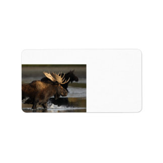moose splashing in the water label