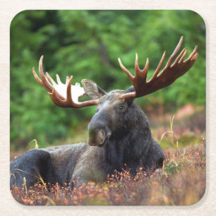 Moose Square Paper Coaster