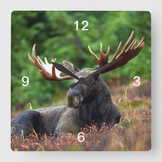 Moose Square Wall Clock (Front)