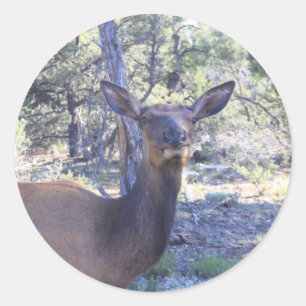 Moose Stickers