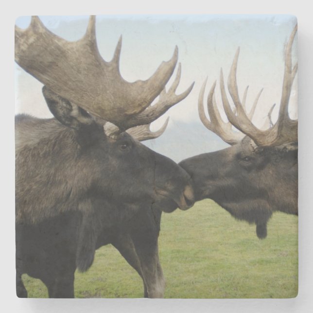 Moose Stone Coaster (Front)