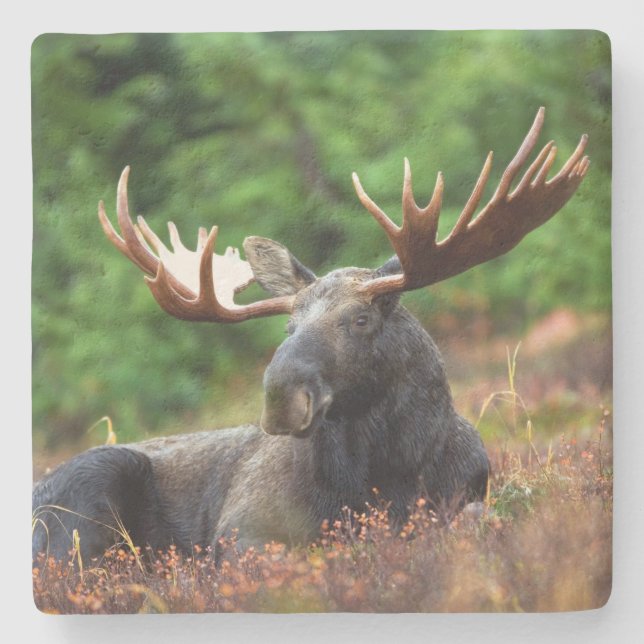 Moose Stone Coaster (Front)