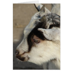 Moose The Goat Cards