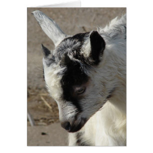 Moose the Goat Kid Cards