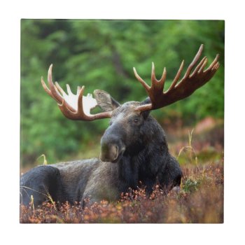 Moose Tile by Argos_Photography at Zazzle