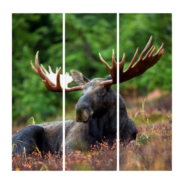 Moose Triptych (Front)