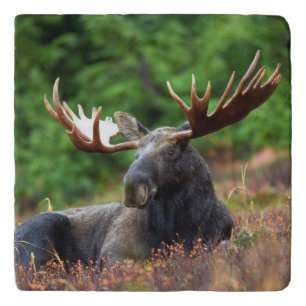 Moose Trivet
