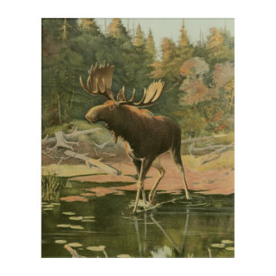 Moose Walking in Water Acrylic Print