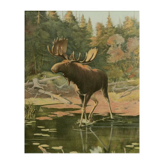 Moose Walking in Water Acrylic Print (Front)