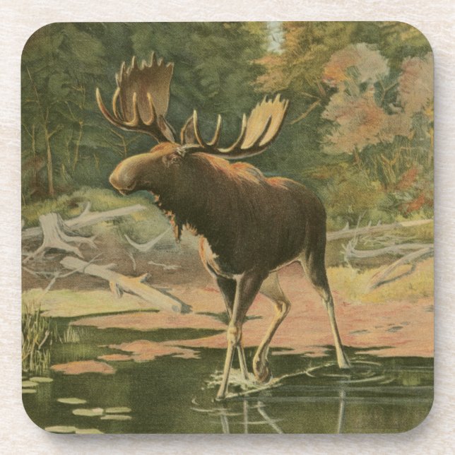 Moose Walking in Water Beverage Coaster (Front)